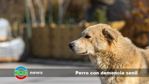 Perro con demencia senil: Síntomas, cuidados y cuánto puede vivir