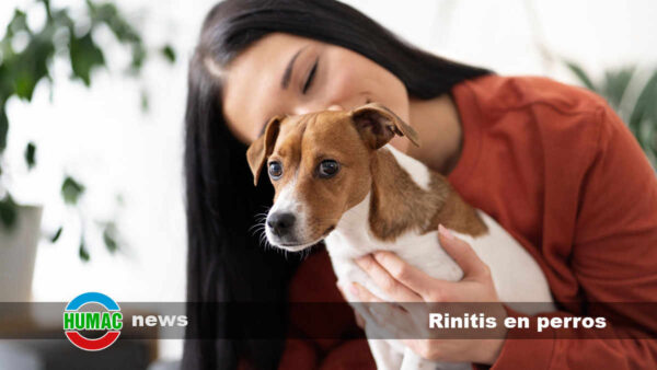 Rinitis en perros: Qué es, síntomas, causas y tratamiento