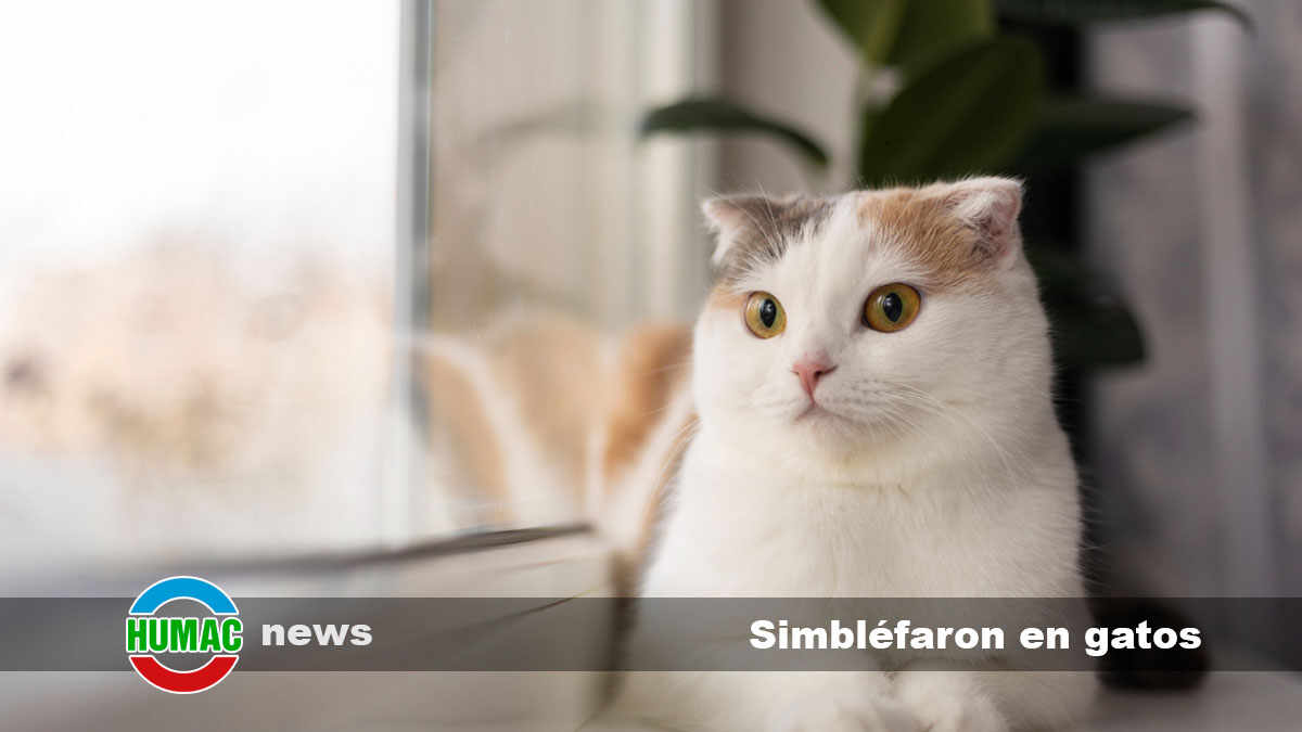 simbléfaron en gatos