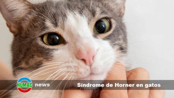 Síndrome de Horner en gatos: Causas, síntomas y tratamiento