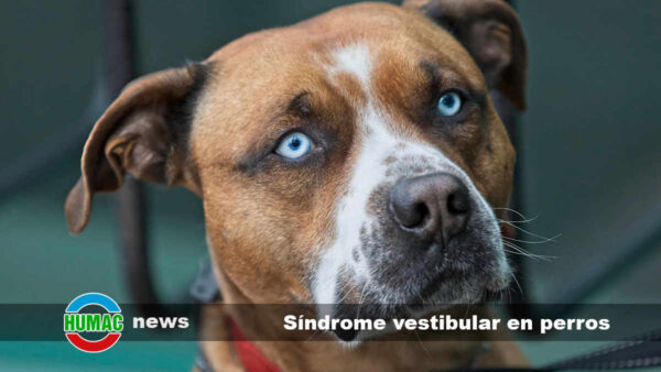 Síndrome vestibular en perros: Síntomas, causas y tratamiento