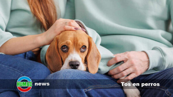 Tos en perros: Causas, síntomas y tratamiento