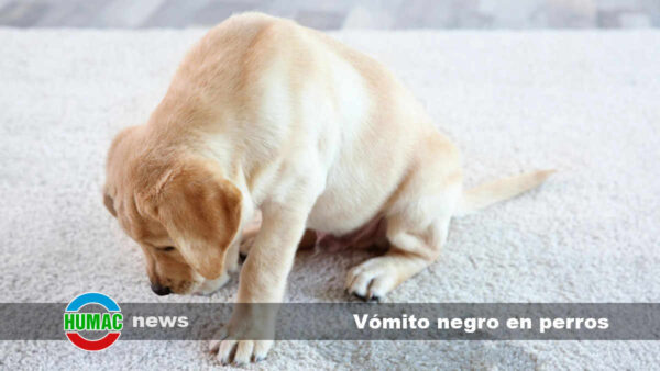 Vómito negro en perros: Causas y tratamientos