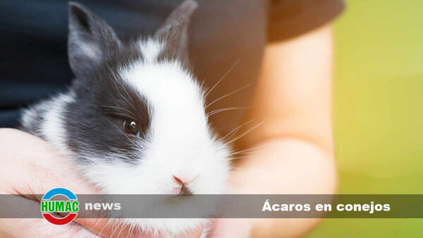 Ácaros en conejos: Síntomas y tratamiento