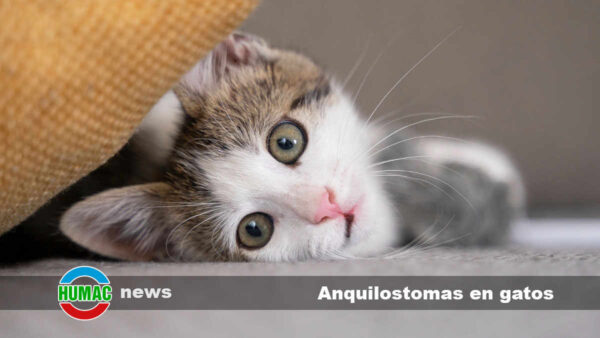 Anquilostomas en gatos: Qué es, síntomas y tratamiento