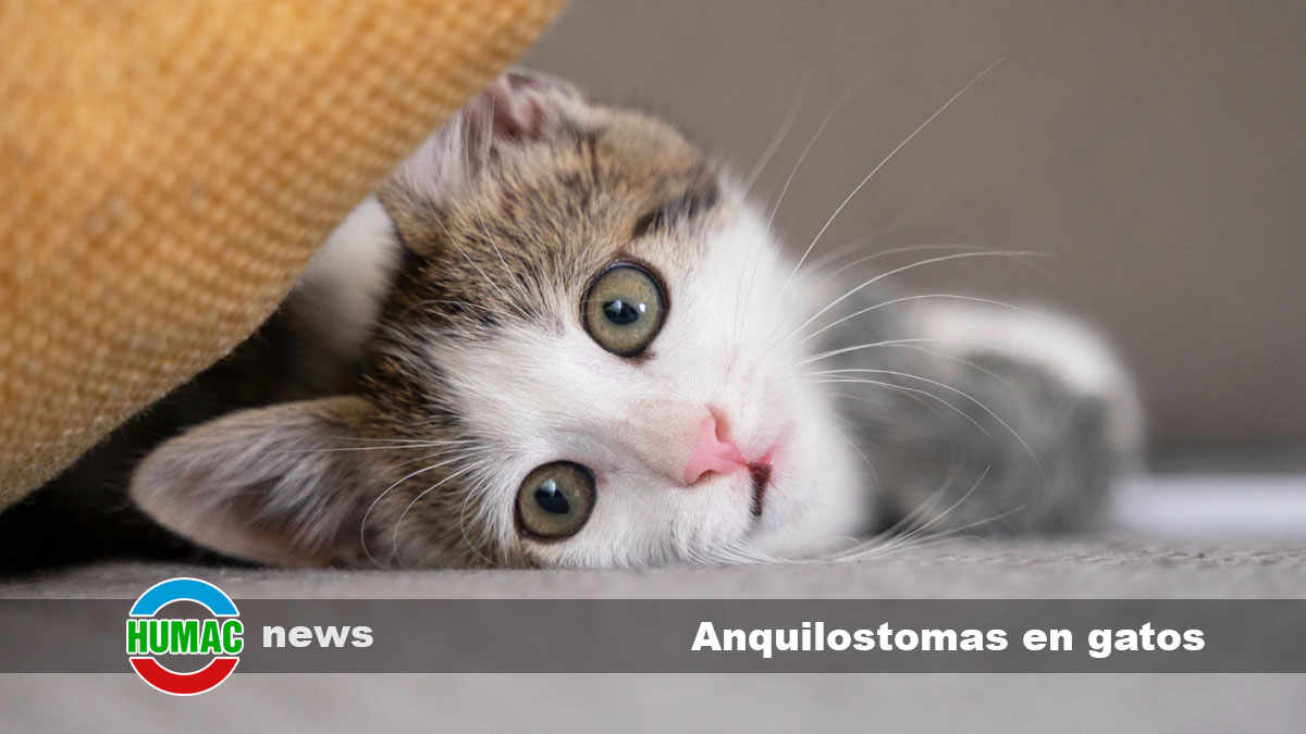 anquilostomas en gatos 1