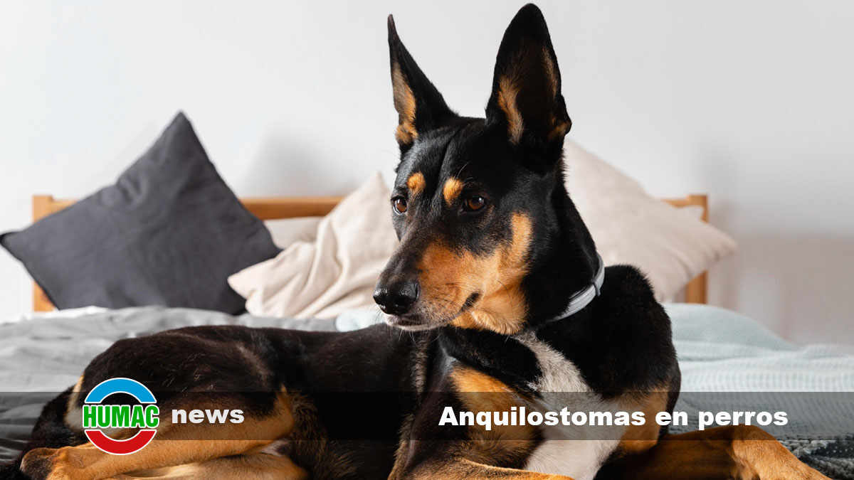 Anquilostomas en perros: Qué es, síntomas y tratamiento