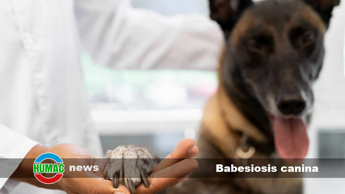 babesiosis canina