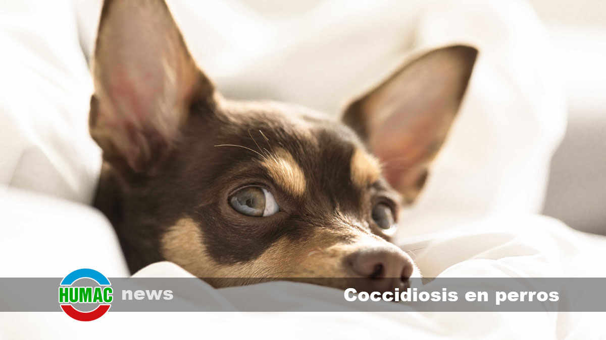 coccidiosis en perros