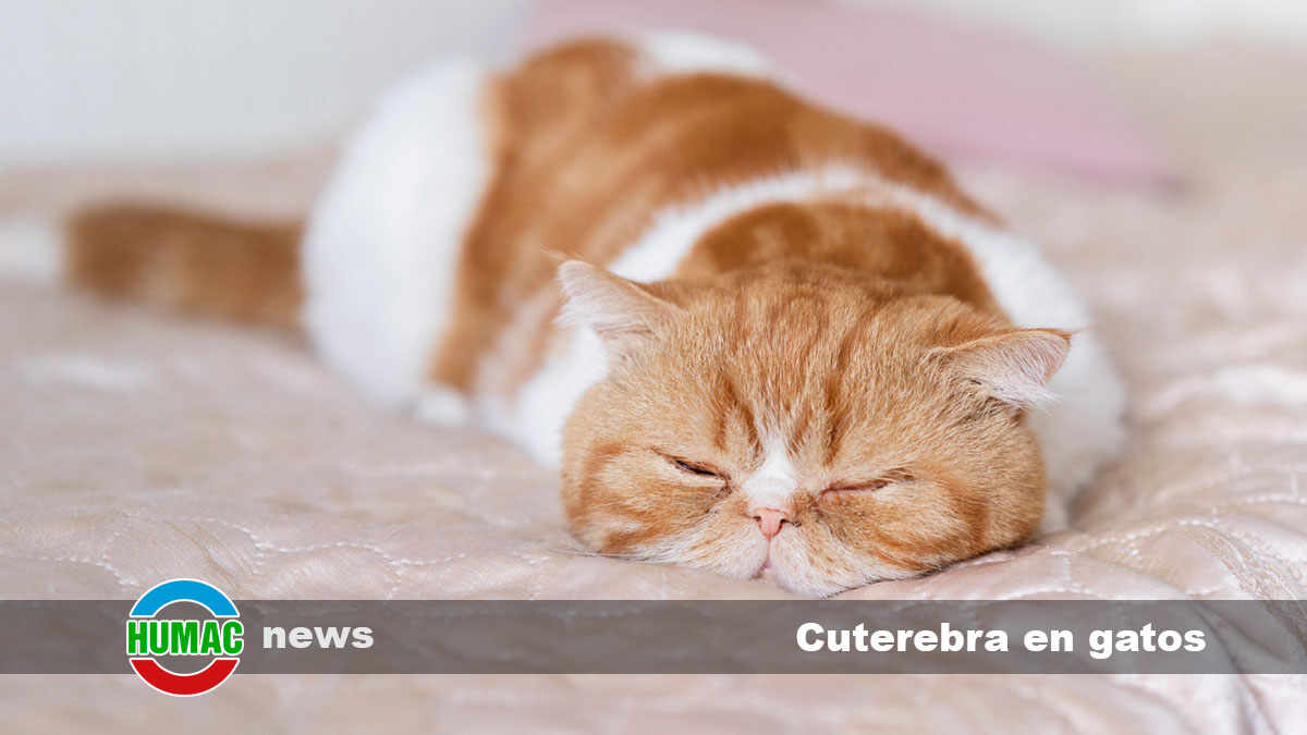 cuterebra en gatos