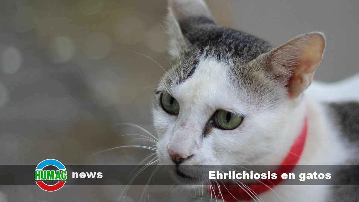 Ehrlichiosis en gatos: Síntomas y tratamiento