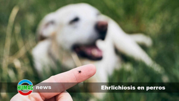 Ehrlichiosis en perros: Qué es, síntomas y tratamiento