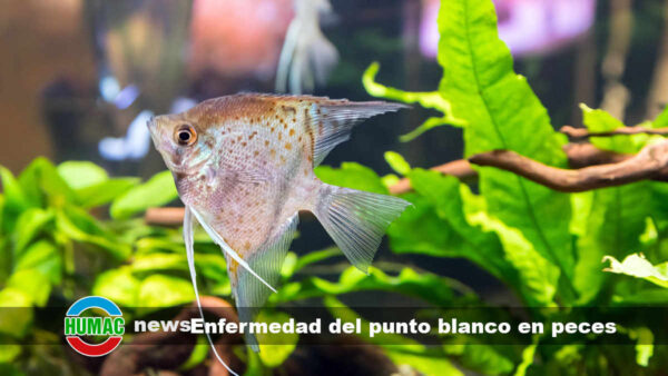 Enfermedad del punto blanco en peces: Causas, síntomas y tratamiento