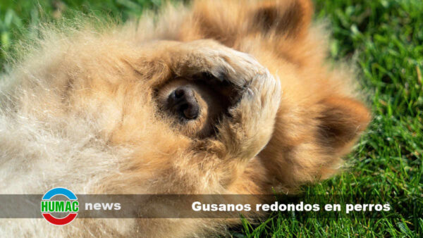 Gusanos redondos en perros: Síntomas, tipos y tratamiento