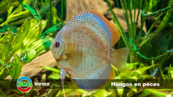 Hongos en peces: Síntomas y tratamiento