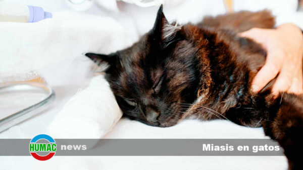 Miasis en gatos: Causas, síntomas y tratamiento