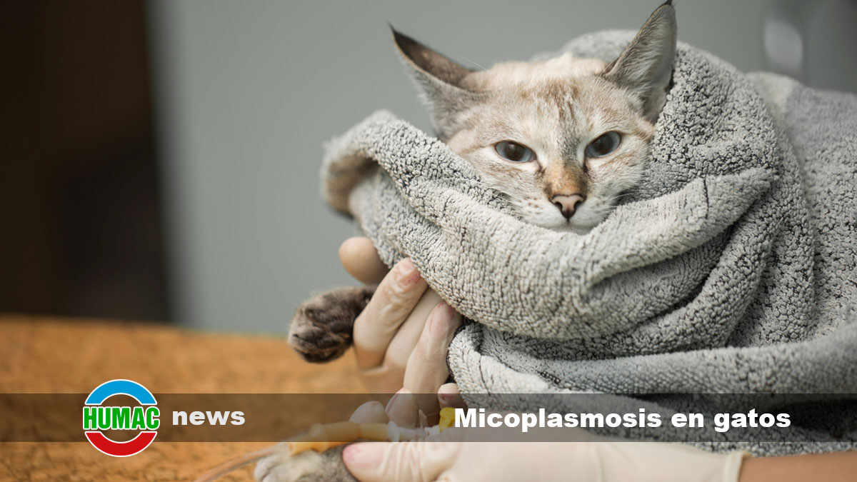 micoplasmosis en gatos