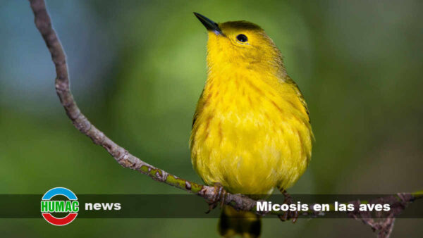 Micosis en las aves: Síntomas y tratamiento