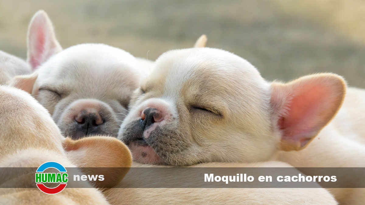 moquillo en cachorros