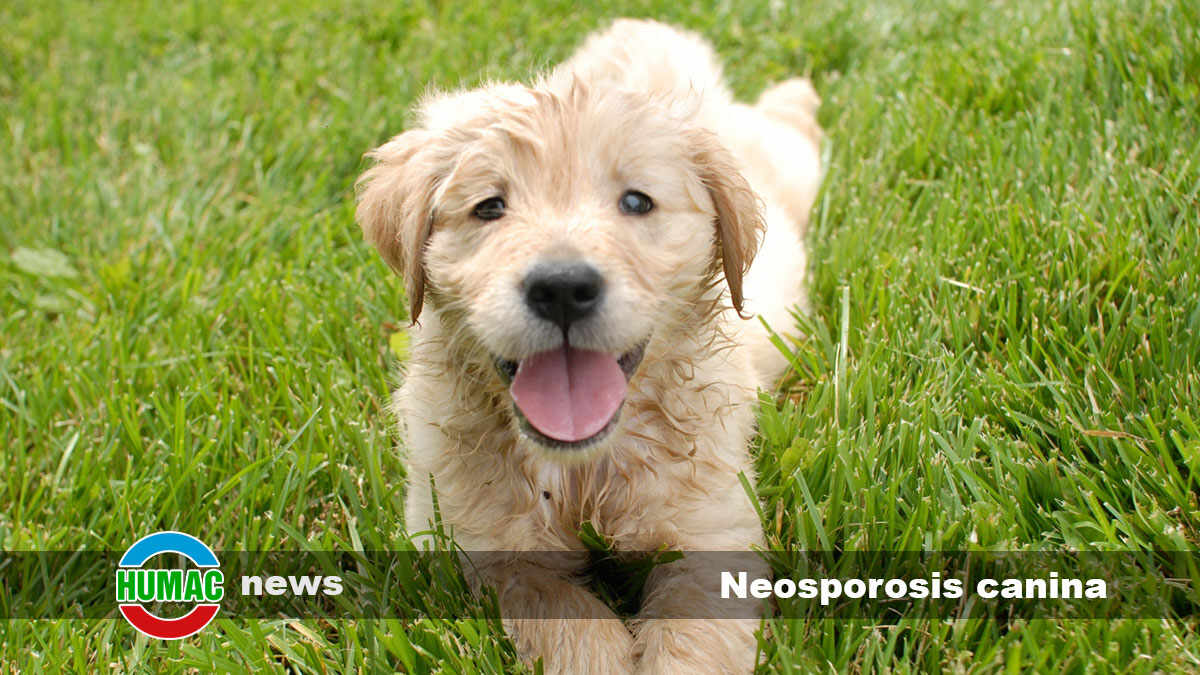 neosporosis canina