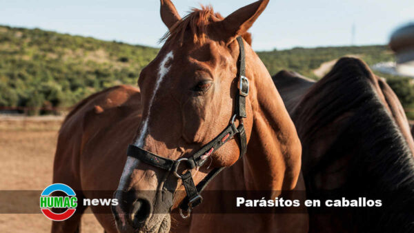 Parásitos en caballos: Tipos, síntomas y tratamiento