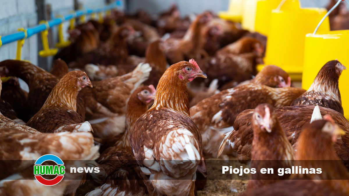 piojos en gallinas