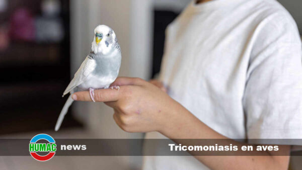 Tricomoniasis en aves: Qué es, síntomas y tratamiento