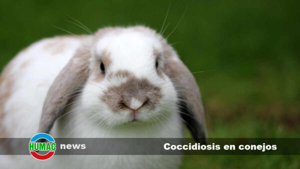 Coccidiosis en conejos: Síntomas y tratamiento