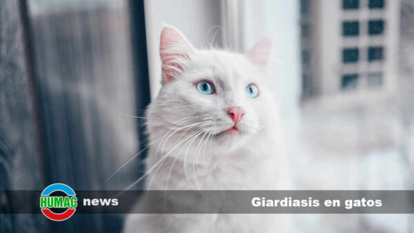 Giardiasis en gatos: Síntomas y tratamiento