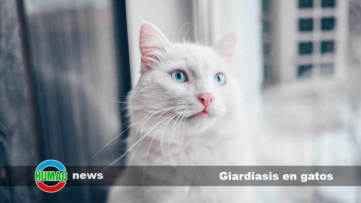 giardiasis en gatos