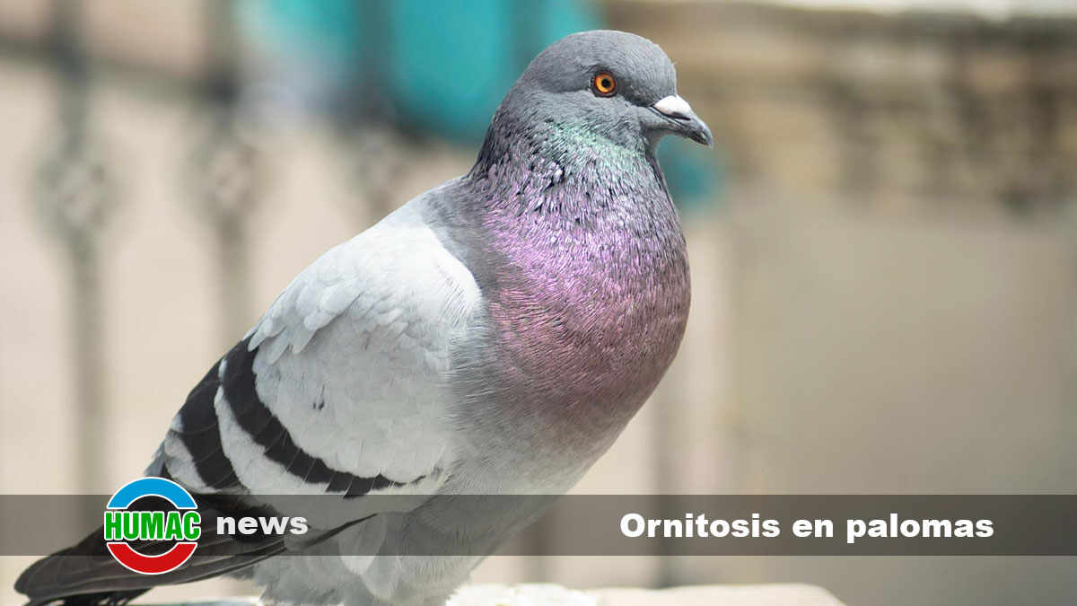 Ornitosis en palomas: Qué es, síntomas y tratamiento