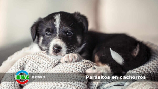 Parásitos en cachorros: Tipos, síntomas y tratamiento