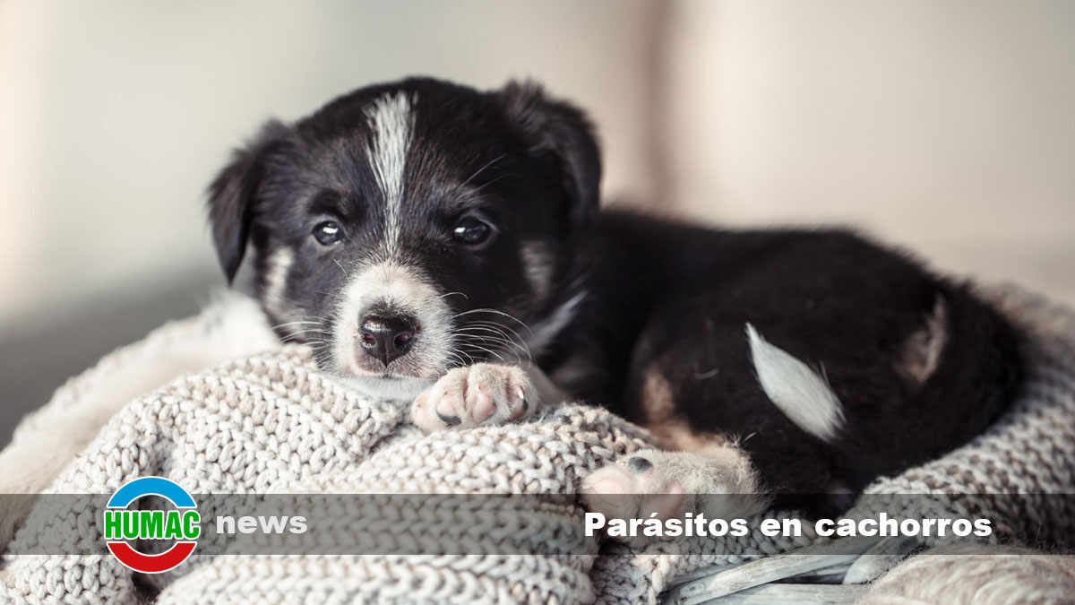 parásitos en cachorros