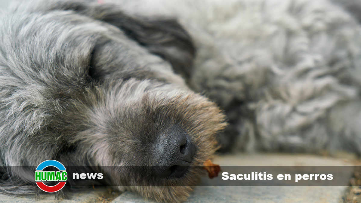 saculitis en perros