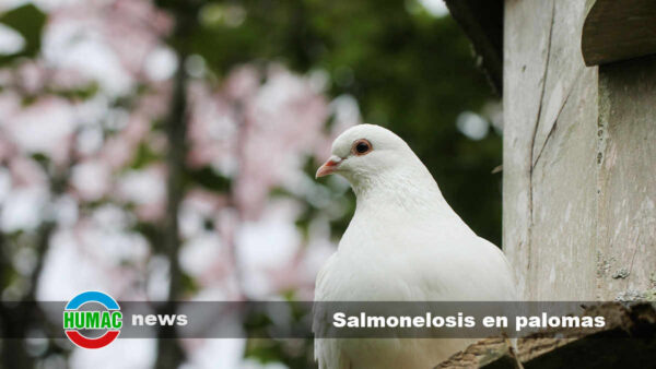 Salmonelosis en palomas: Síntomas y tratamiento