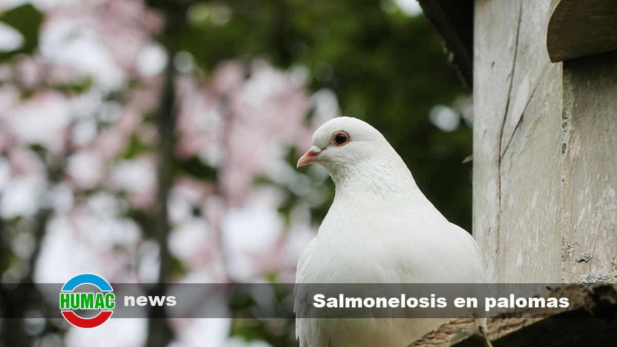 salmonelosis en palomas