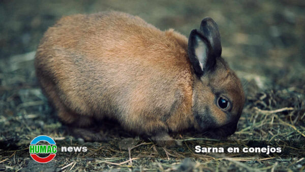 Sarna en conejos: Síntomas y tratamiento