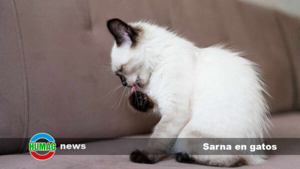 Sarna en gatos: Síntomas, contagio y tratamiento