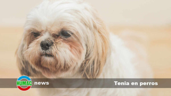 Tenia en perros: Síntomas y tratamiento