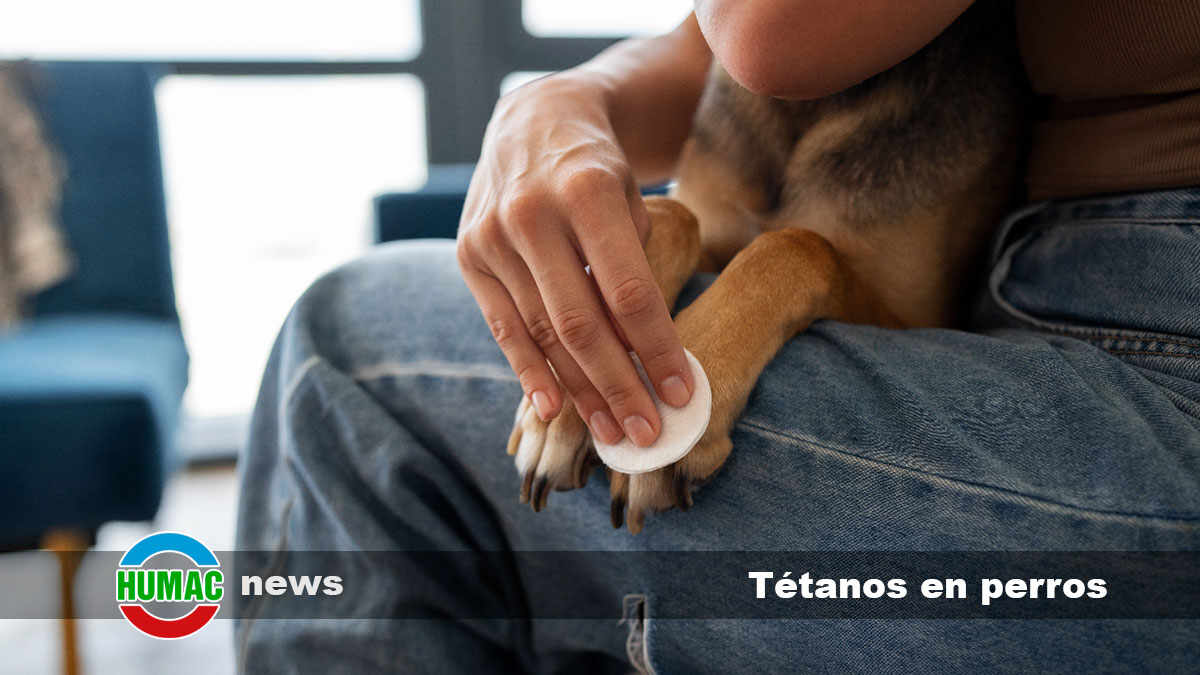 tétanos en perros