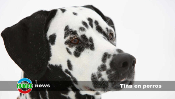 Tiña en perros: Síntomas, contagio y tratamiento