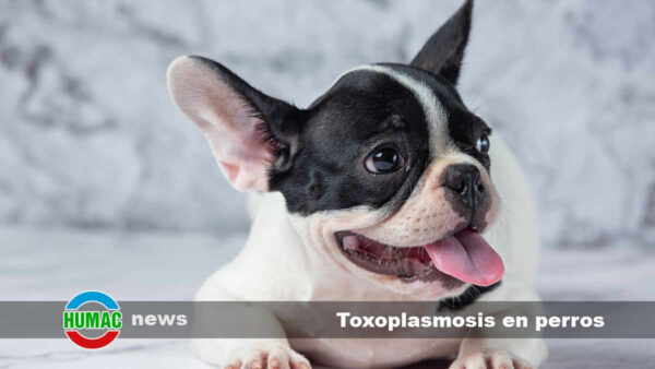 Toxoplasmosis en perros: Síntomas, contagio y tratamiento