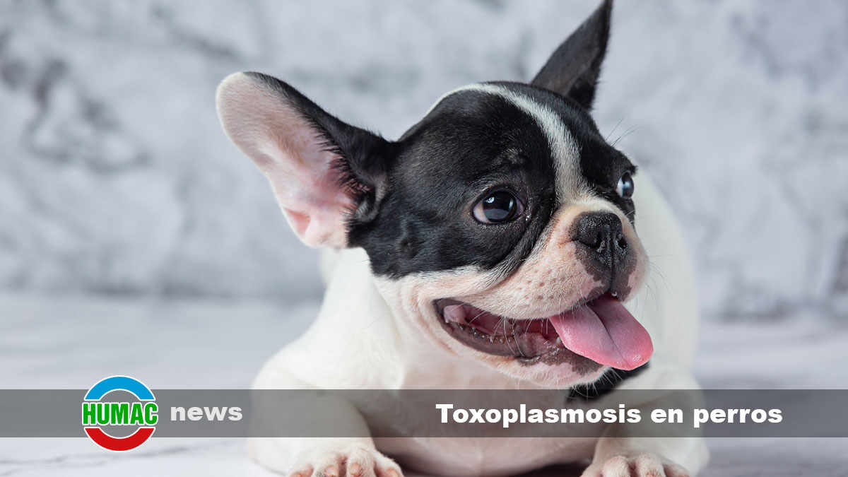 toxoplasmosis en perros