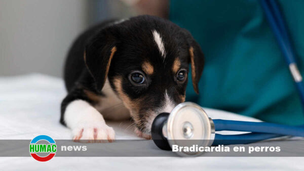 Bradicardia en perros: Síntomas, causas y tratamiento