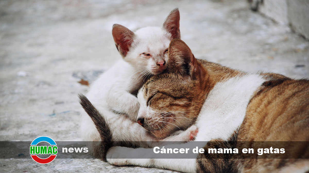 cáncer de mama en gatas