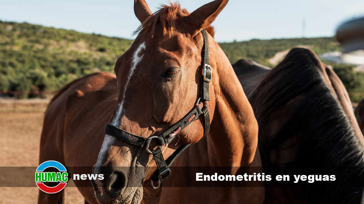 endometritis en yeguas