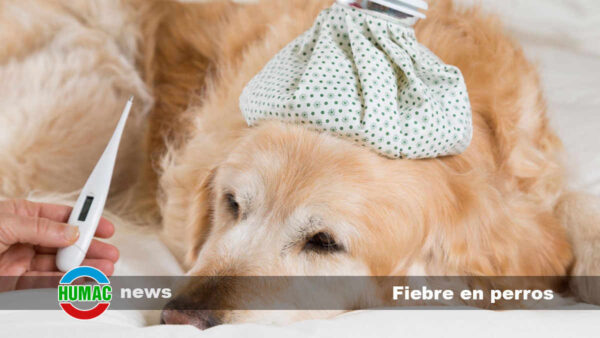 Fiebre en perros: Síntomas y tratamiento