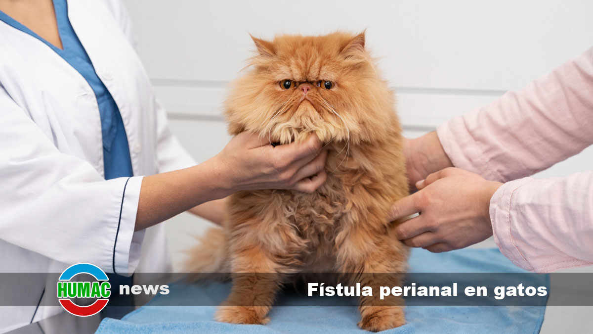 fístula perianal en gatos