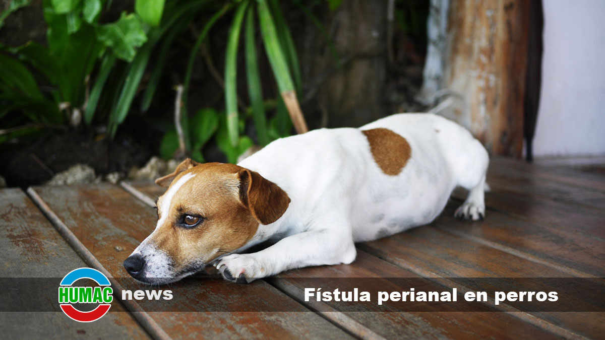 fístula perianal en perros