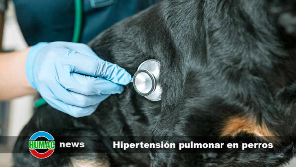 Hipertensión pulmonar en perros: Causas, síntomas y tratamiento